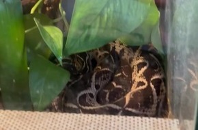 ZOLL-E: Giftiger Einsatz - Staatsanwaltschaft Bochum und Zollfahndung Essen beschlagnahmen 26 zum Teil hochgiftige Exoten